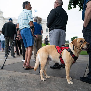 Newest litter of service dogs from 'Helping Paws' will serve as a tribute to the Hortman family