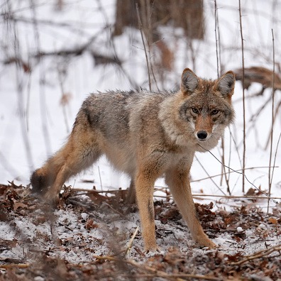 Local wildlife researchers are sharing their tips to protect pets following a couple of recent Coyote attacks in the Twin Cities