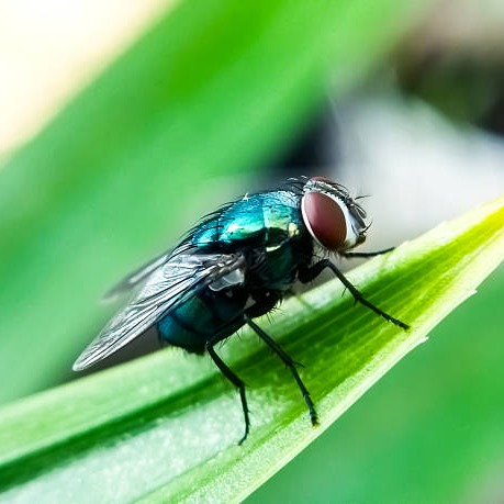 Concerns that new world screwworm could migrate to Minnesota