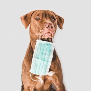 Veterinarians advising pet owners to keep their animals inside during hazardous air quality alerts