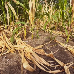 Drought continues to deepen in Minnesota