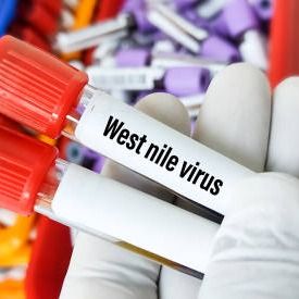 The first confirmed case of the West Nile Virus in Minnesota reported in Polk County
