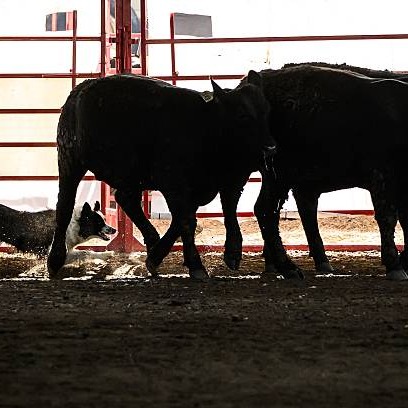 Relief from sky-high beef prices may be on the horizon