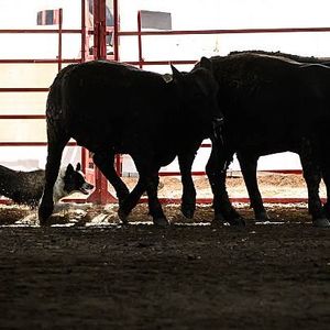 Relief from sky-high beef prices may be on the horizon