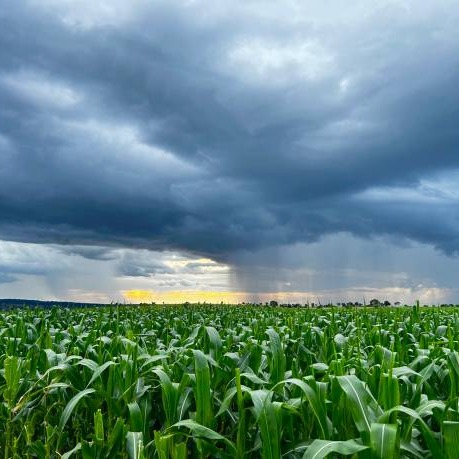 We're getting rain? It's music to the ears of Minnesota Ag Commissioner Thom Petersen