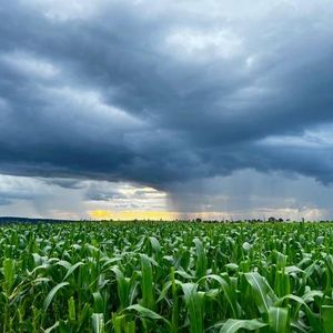 We're getting rain? It's music to the ears of Minnesota Ag Commissioner Thom Petersen