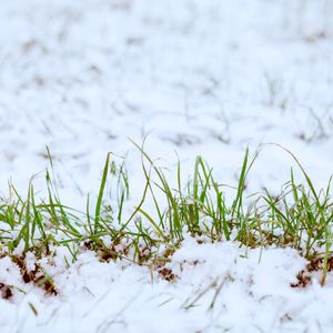 Winter Seeding Ahead of Heavy Snow, Seed Starting Basics, Preparing For Pruning