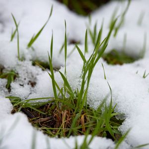 Preparing to Prune, Treating Tree Scale, When its Time to Transplant