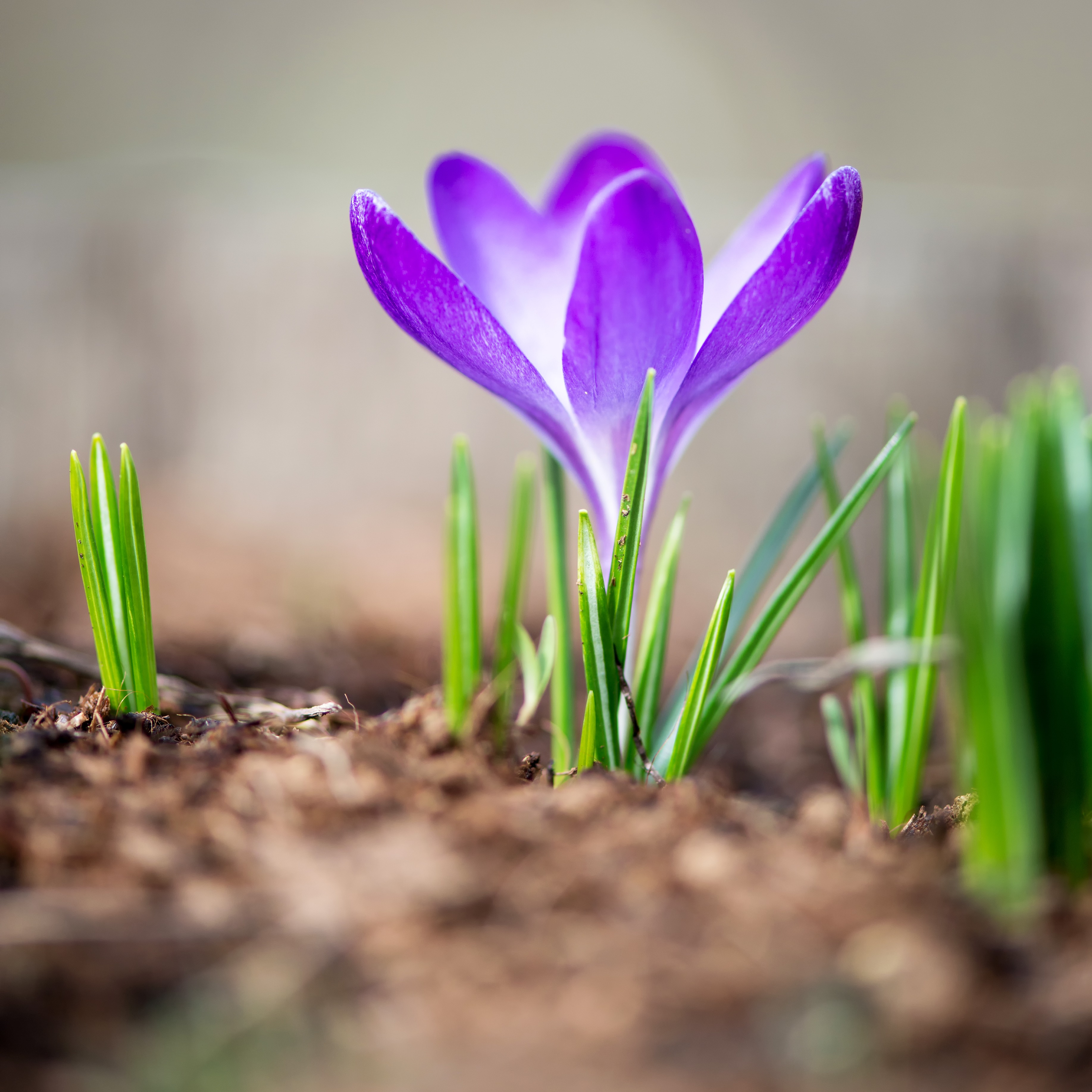 Controlling Crabgrass, Protecting Pollinators, Pruning Peonies