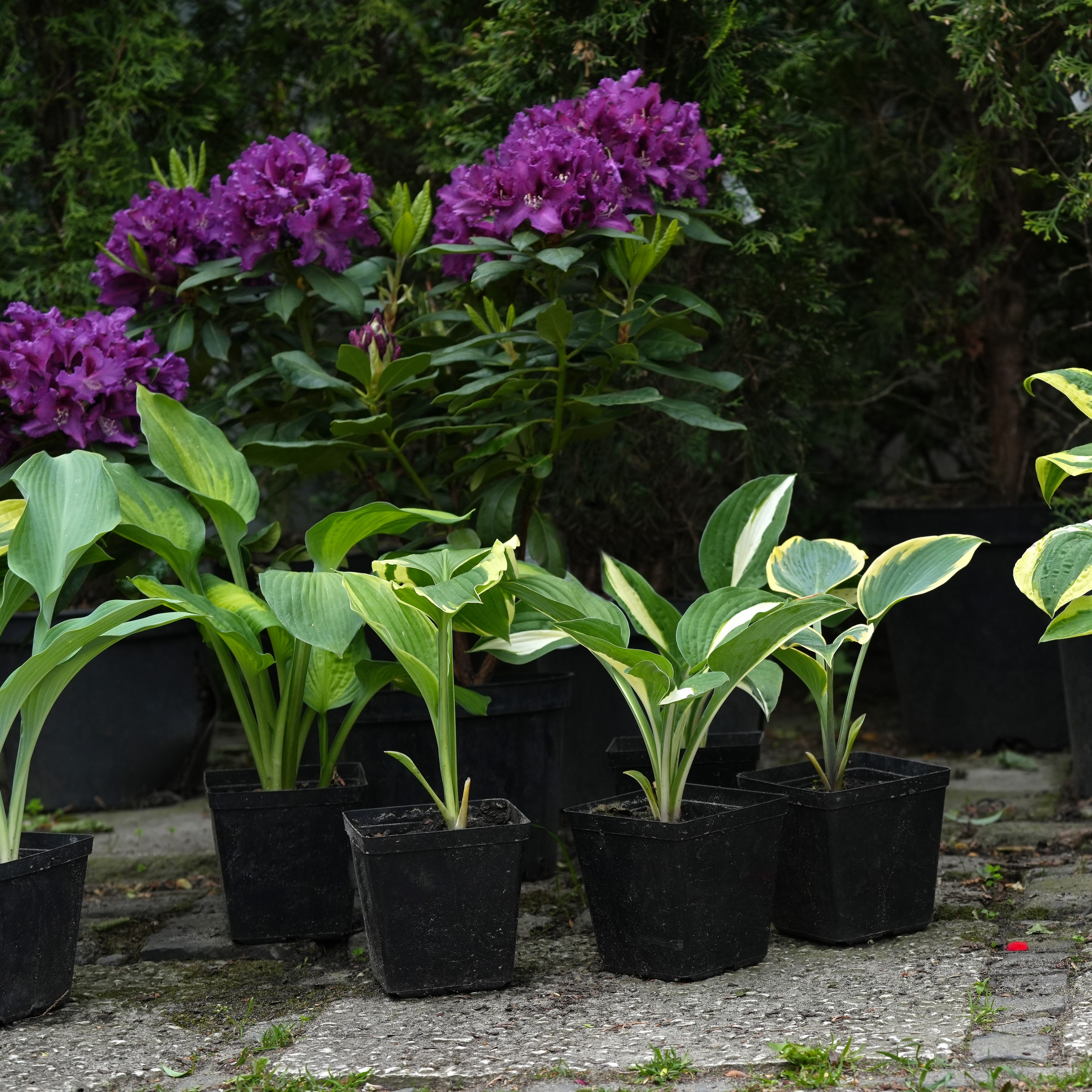 Planting Perennials, Getting Ahead of Grubs, Fixing a Bumpy Lawn