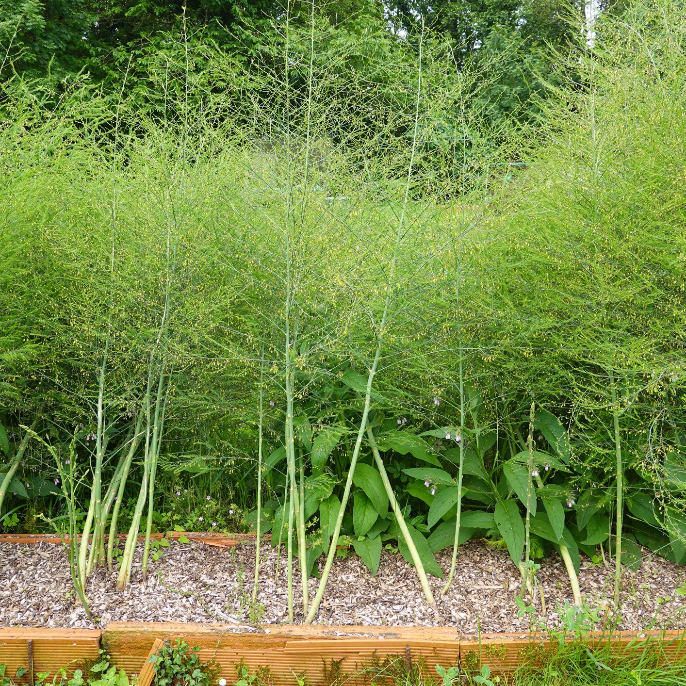 Asparagus growth, pruning pests and more!