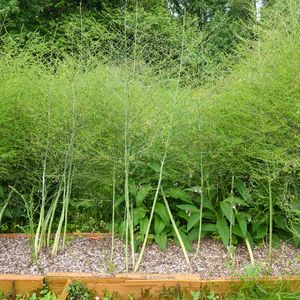 Asparagus growth, pruning pests and more!