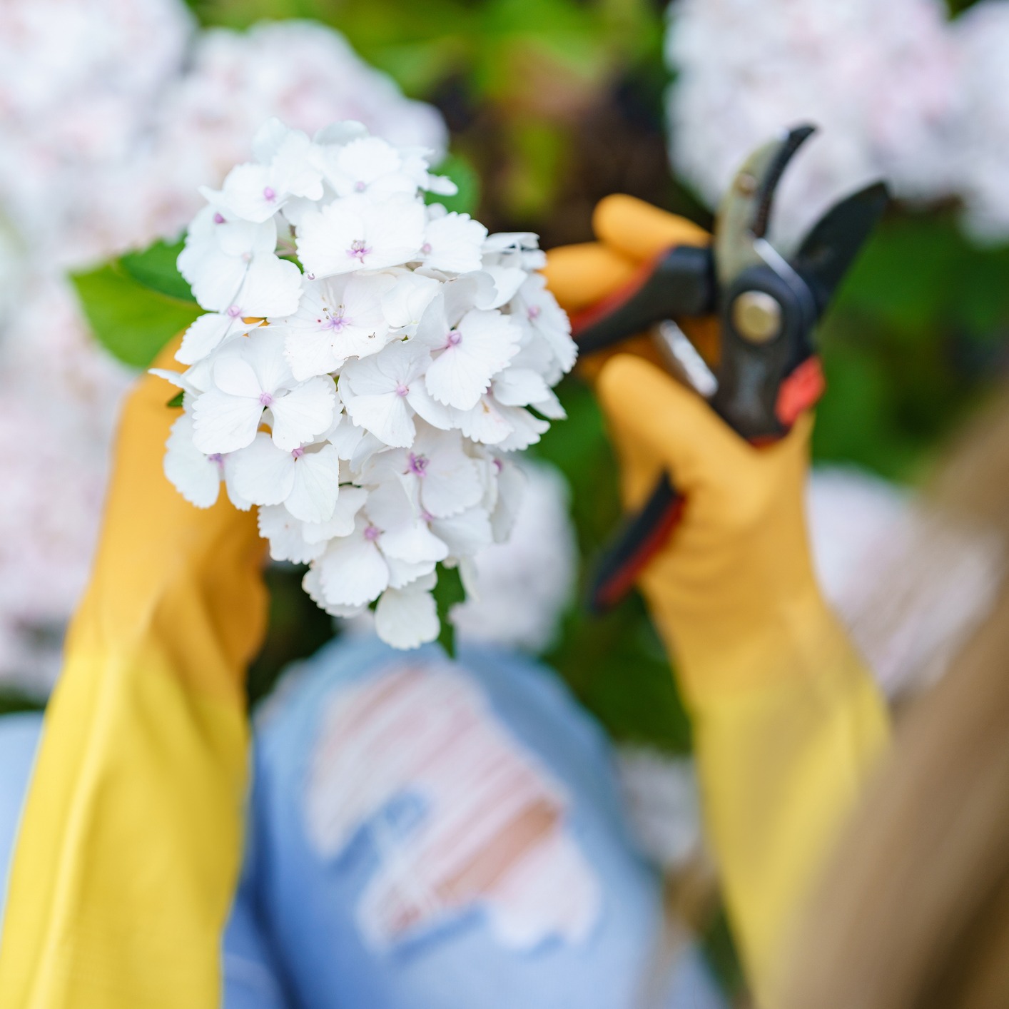 Hydrangeas, tomato plants, tree care and repair and more!