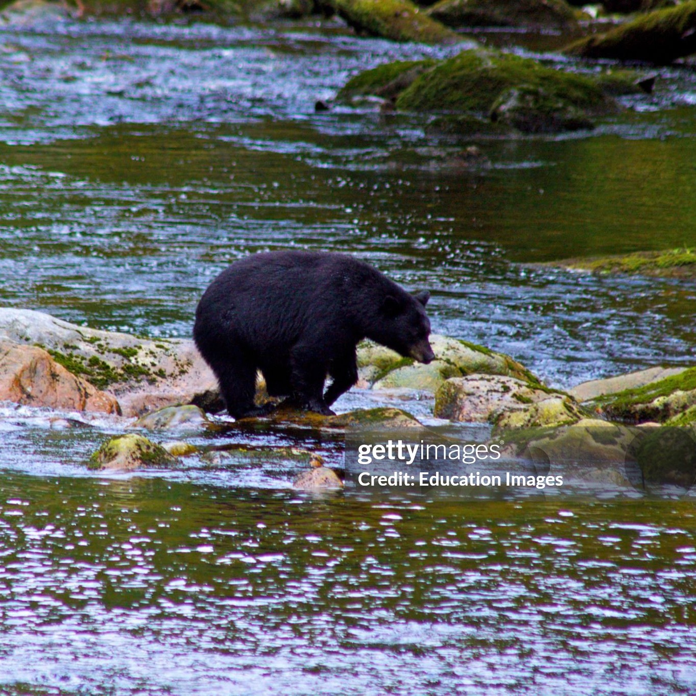 A Legendary Trip and A Bear-able Hunt