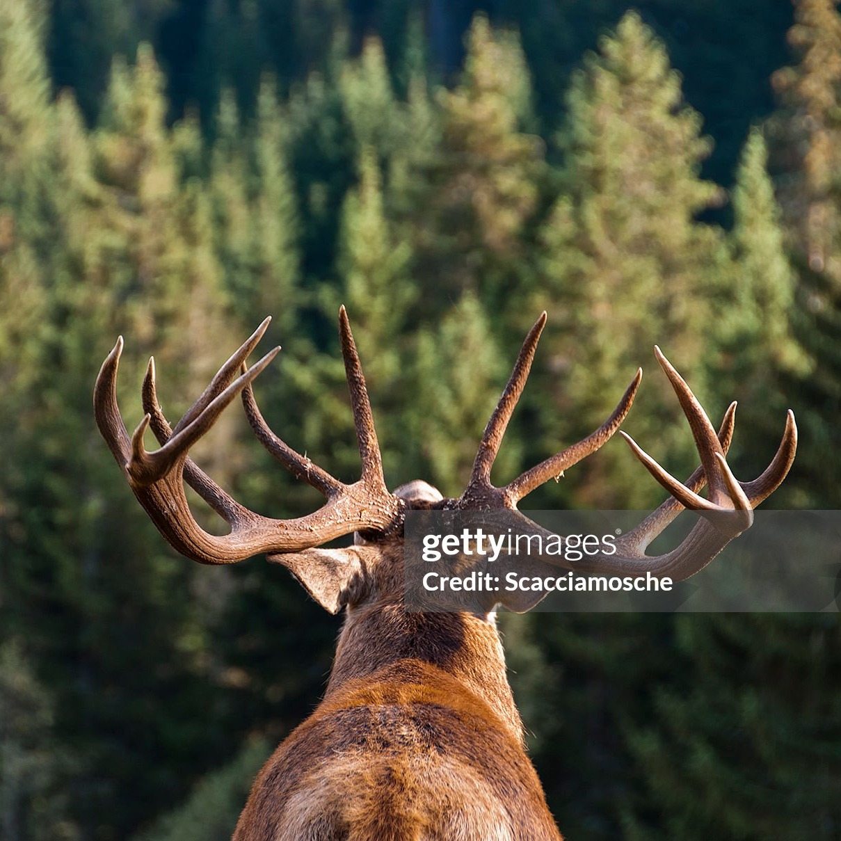 The Costs of Outdoor Poaching