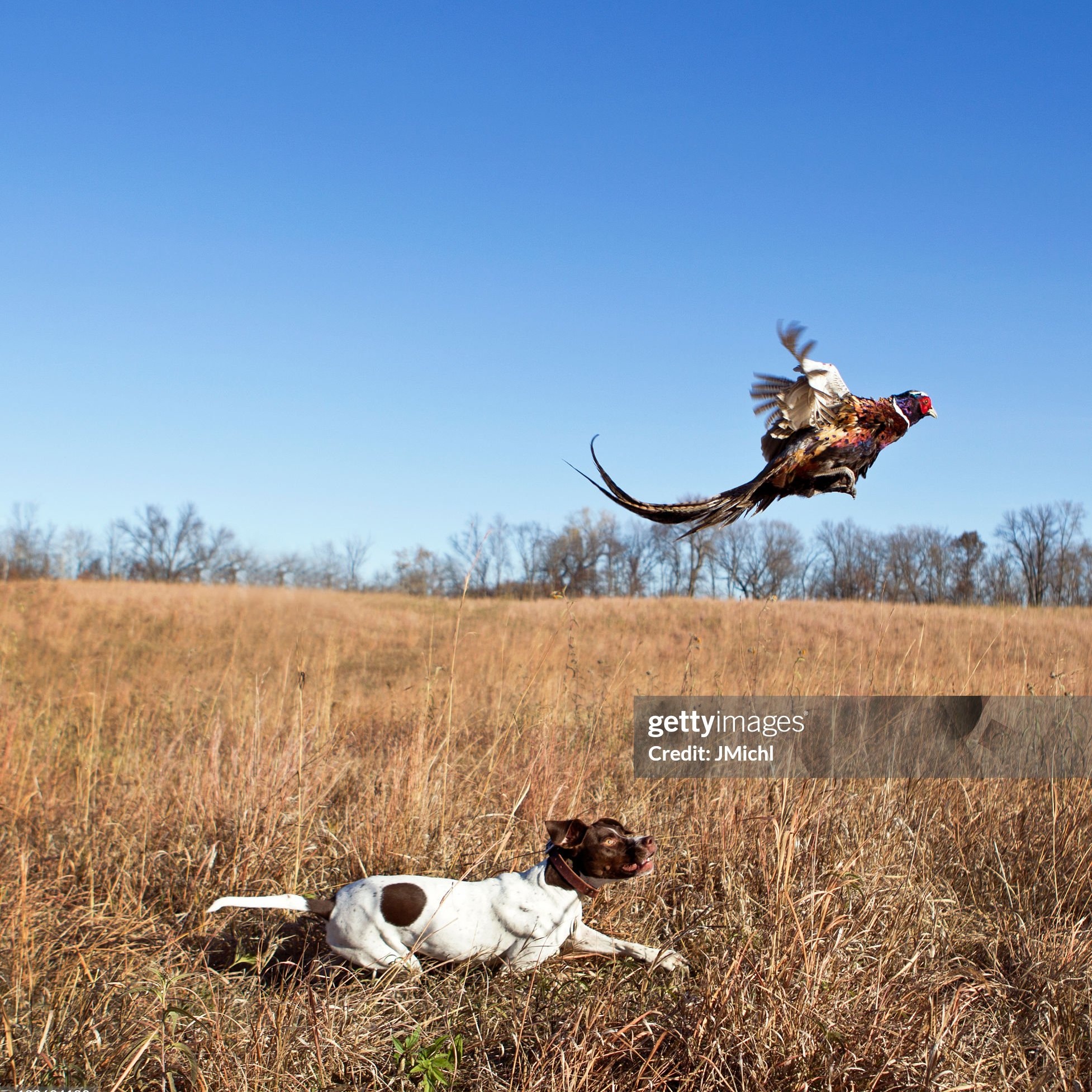 Track Birds Through Art and The Hunt