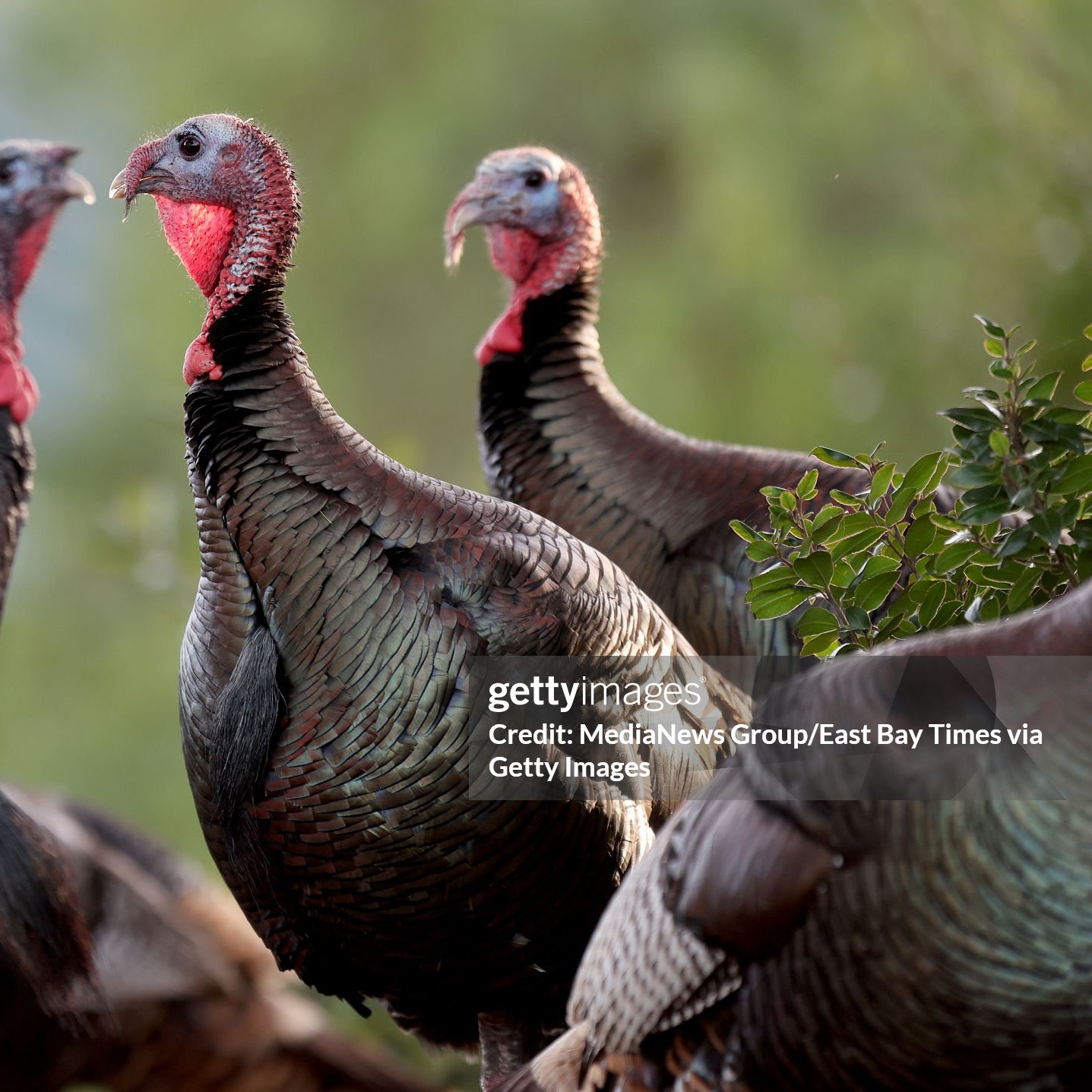 Deer & Turkeys Own the Spotlight Ahead of the Holiday