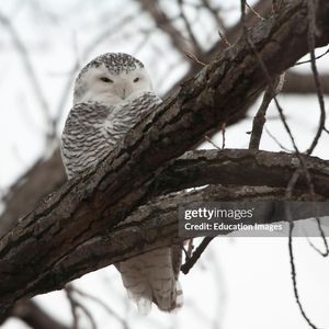 Winging It with Our Feathered Friends