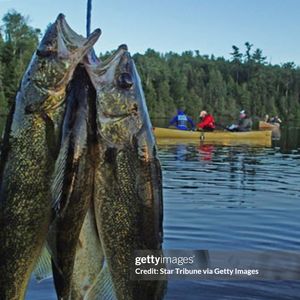 Enforcement Through the Laws and the Public