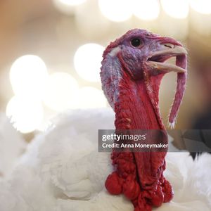 The Wing is the Thing