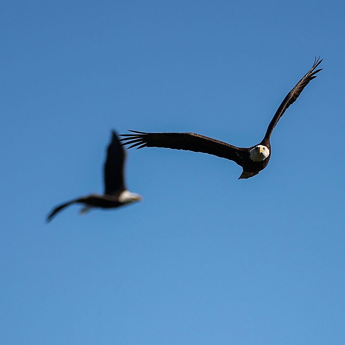 Flying High and Government Intervention