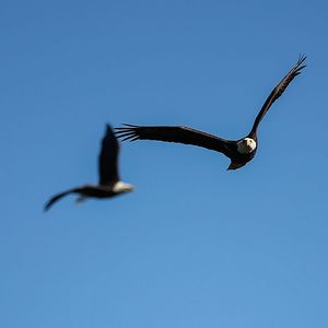 Flying High and Government Intervention