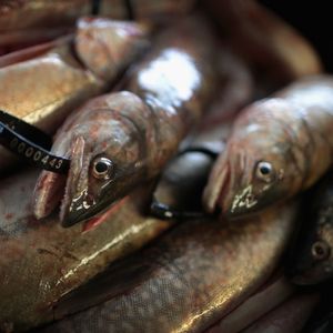 Don't Forget This Fish and Birds Head Back North