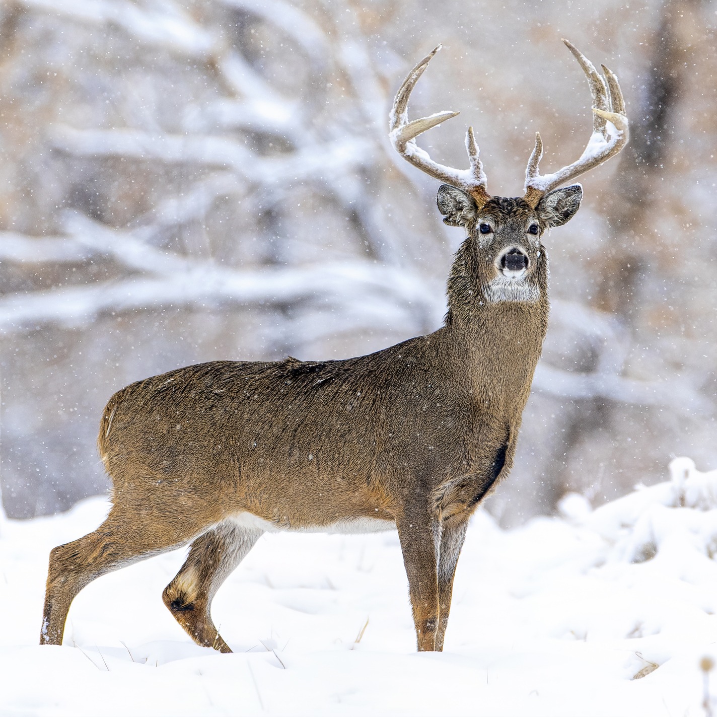 Sparking Deer and Fowl Talk on Independence Day