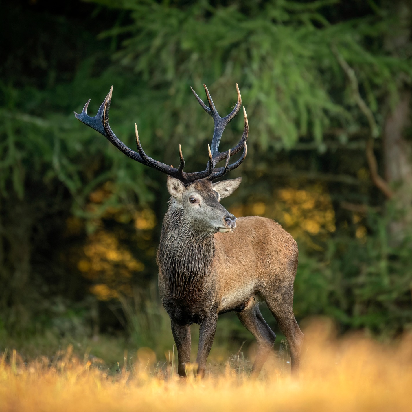 Tips So Deer to the Upcoming Season