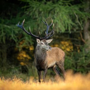 Tips So Deer to the Upcoming Season