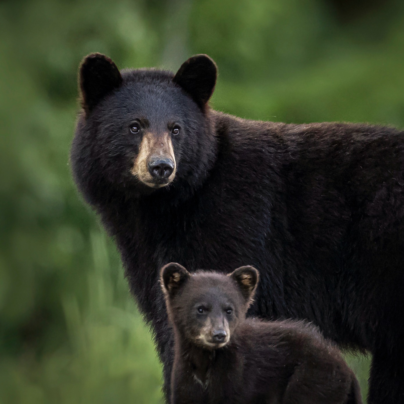 Bears, Birds, and Benefitting the Outdoors Community