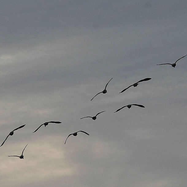 Winging and Hoofin' It in Outdoor Sports