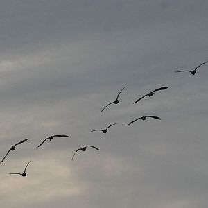 Winging and Hoofin' It in Outdoor Sports