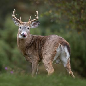 Diving Into Deer and Ducks