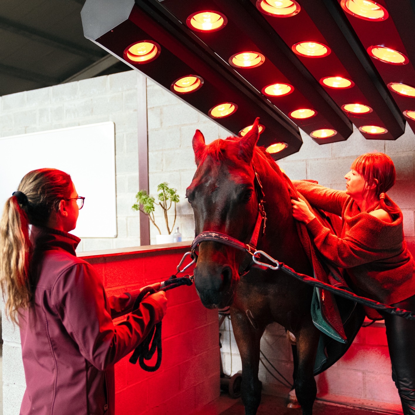 This week in Health and ‘This Old Horse’