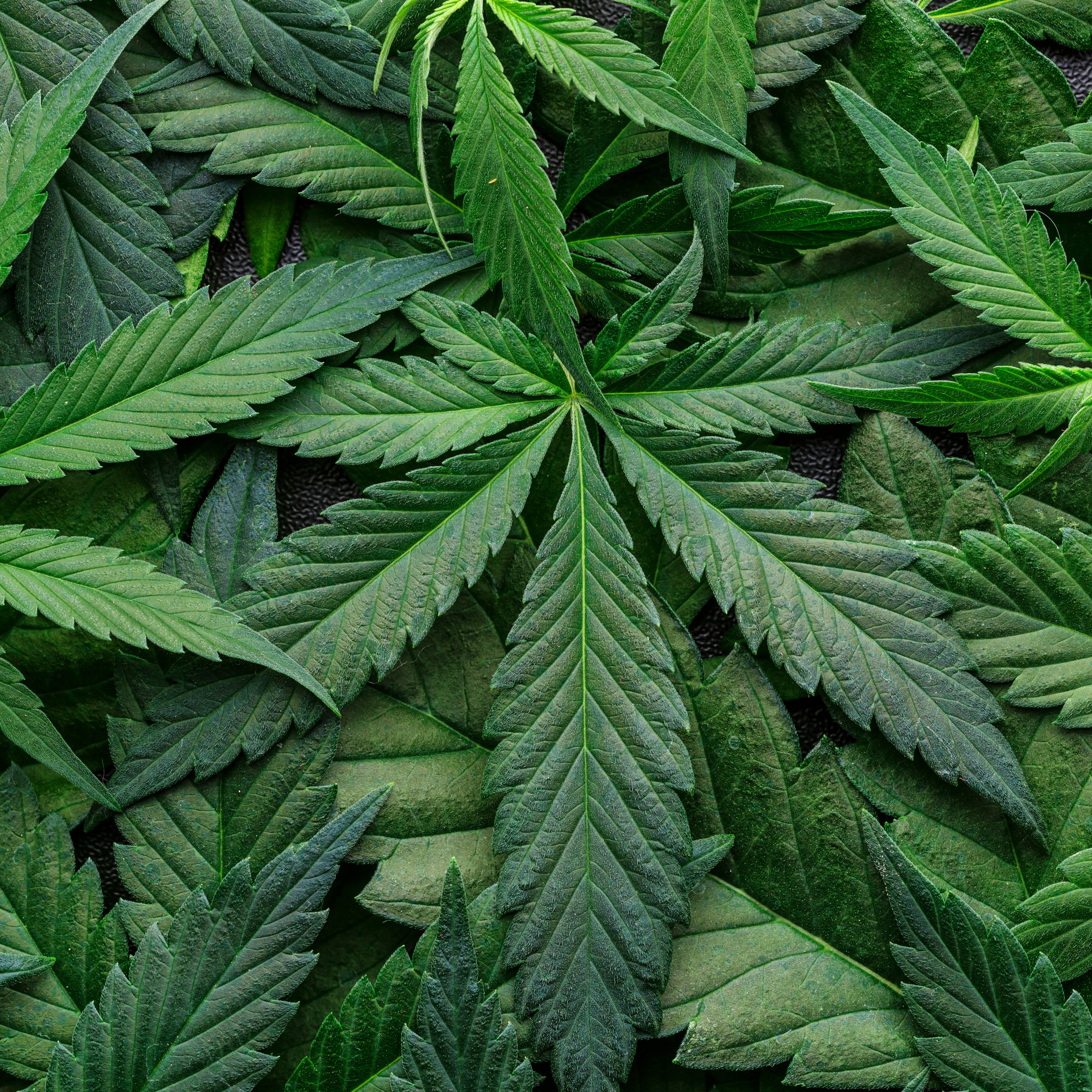 Minnesota’s First Government-Run Cannabis Dispensary
