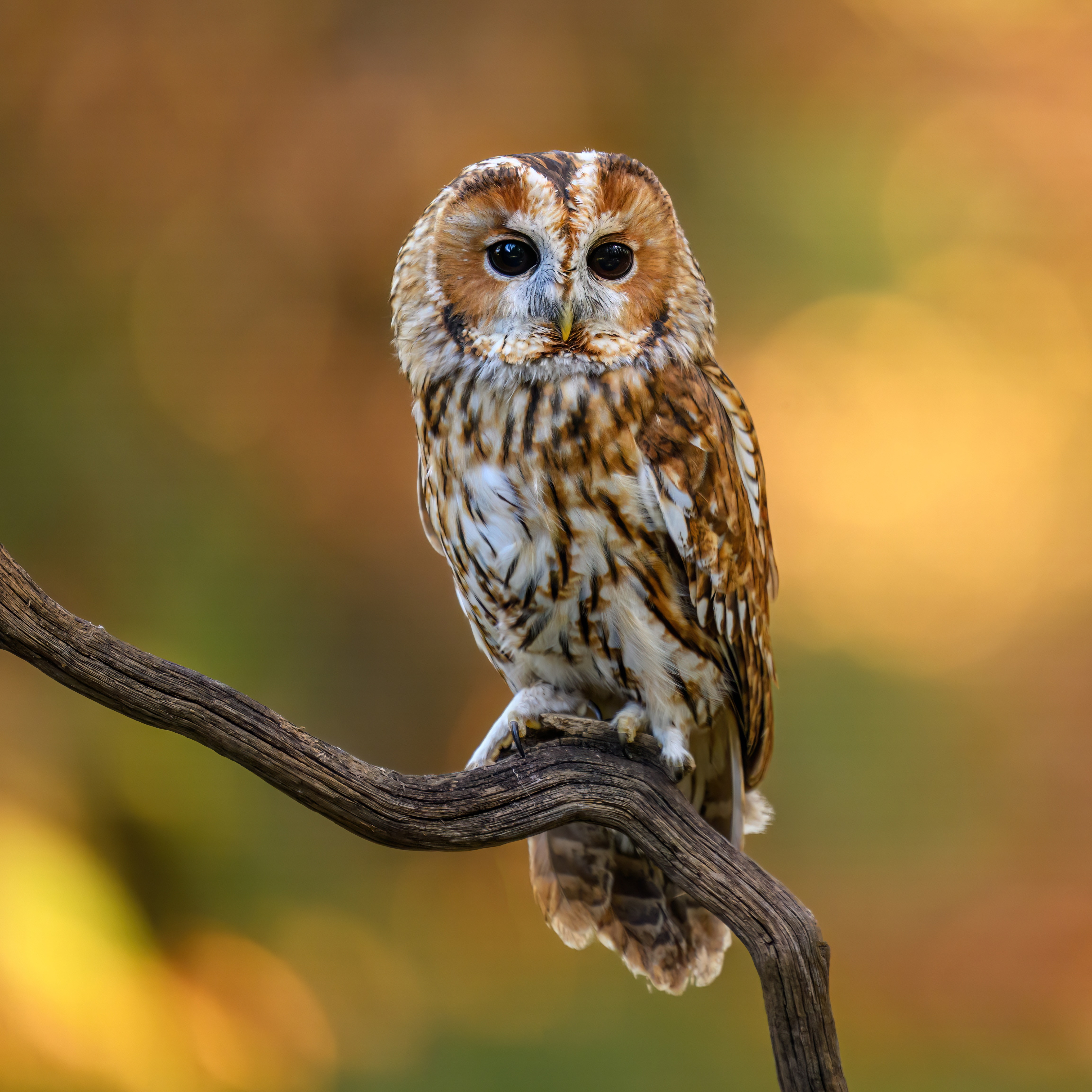 The International Festival of Owls