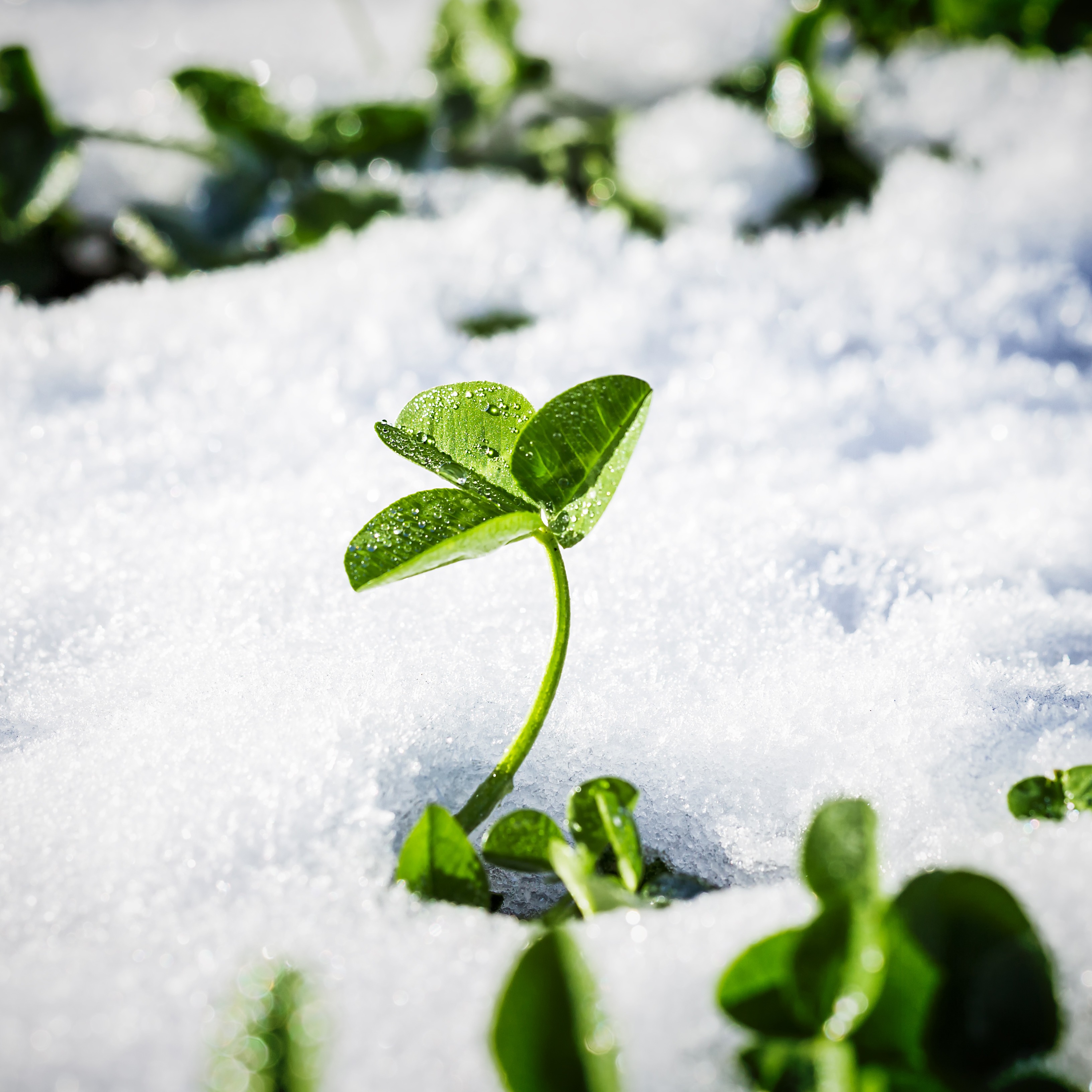 A Cold St. Patrick's Day