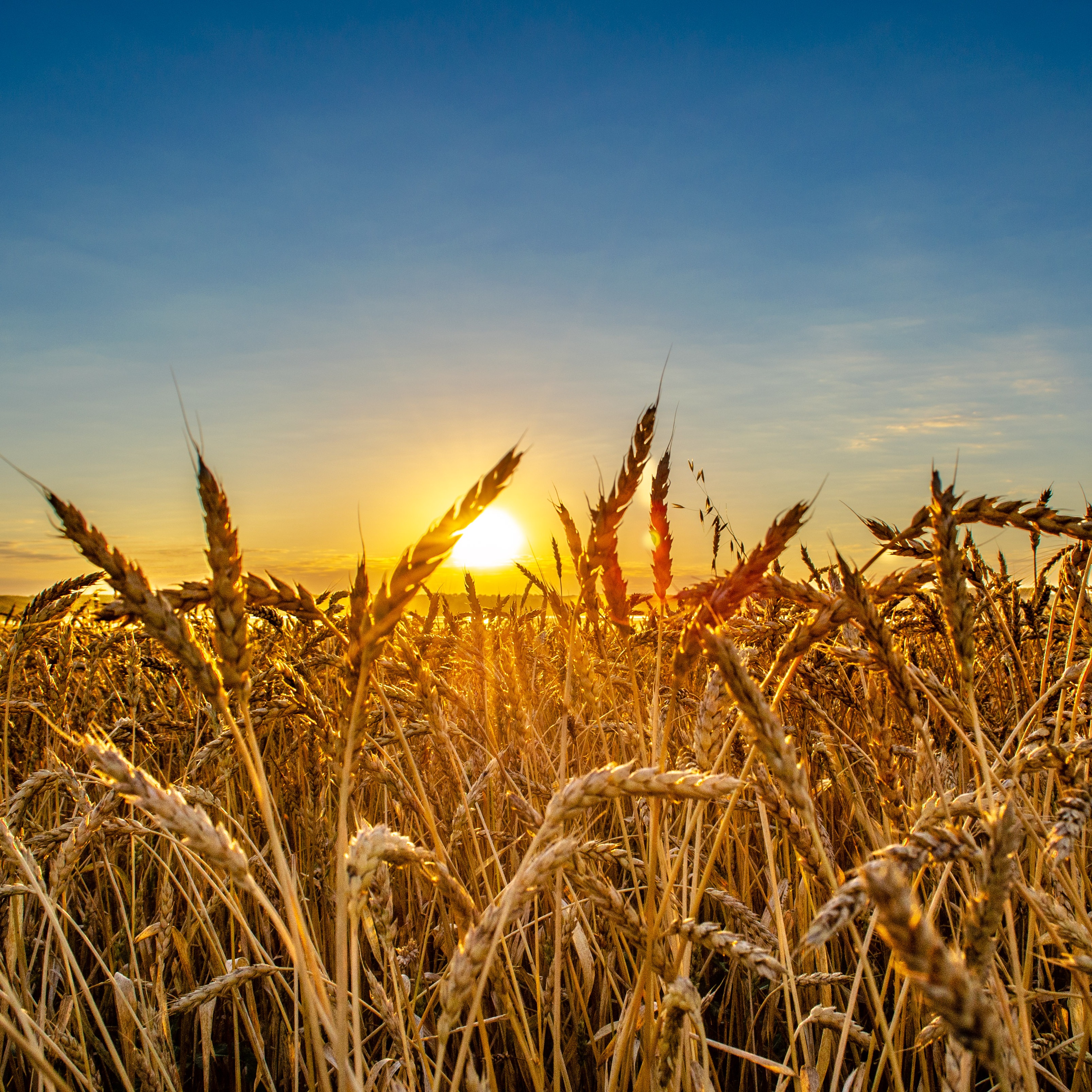 Farmers Feeling Impact of War