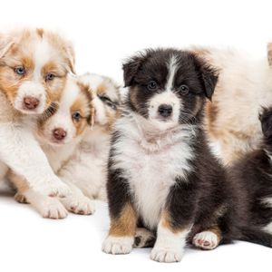 Minnesota pet bills may end up doing more harm than good.