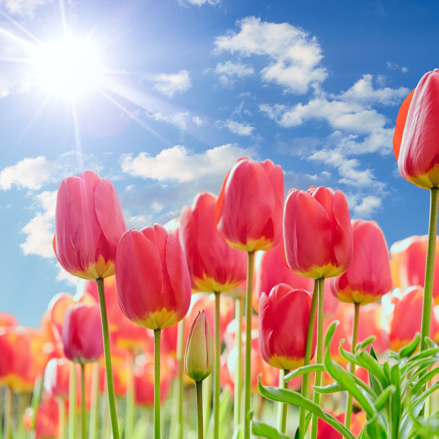 The Sawkar Salute:  The Tulip House lives on!