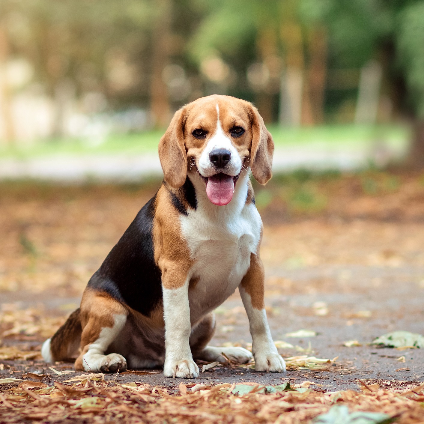 Sawkar Salute:  Minnesota welcomes beagles to the the land of 10,000 lakes.