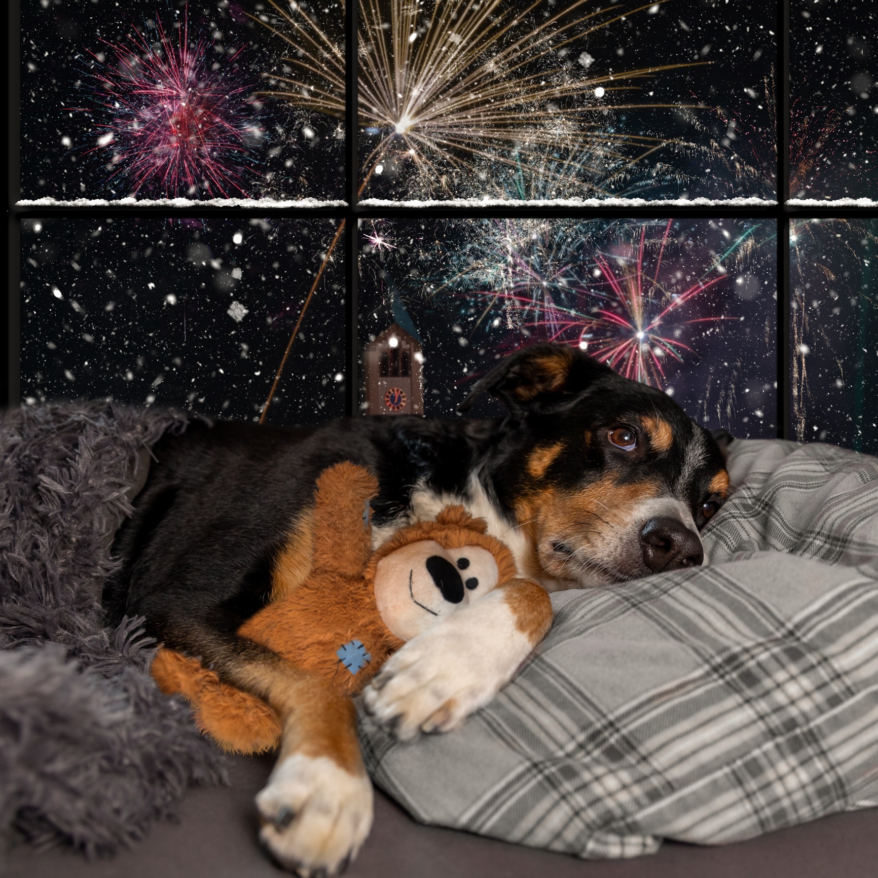 Keeping our dogs safe and secure during the fireworks season!