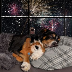Keeping our dogs safe and secure during the fireworks season!