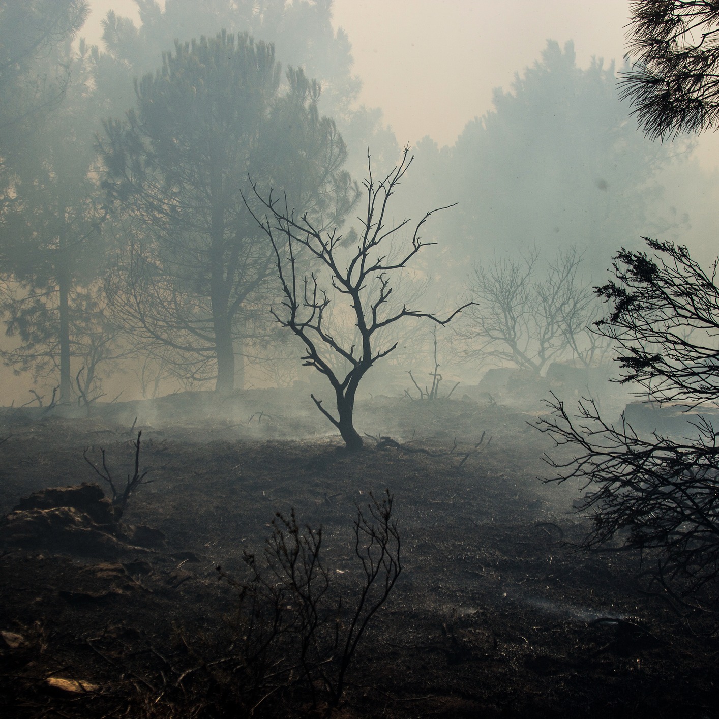 Karen Harrison, Minnesota DNR with the latest on northern MN fires!