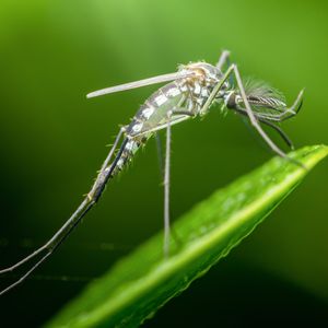 How will the dry weather affect mosquitos in Minnesota?