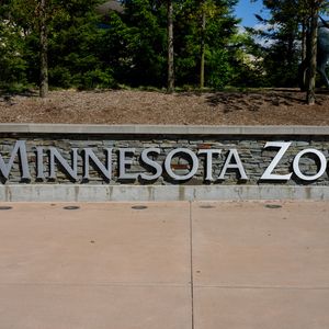 Diana Hein previews the Wanderlight Trail at the Minnesota Zoo!