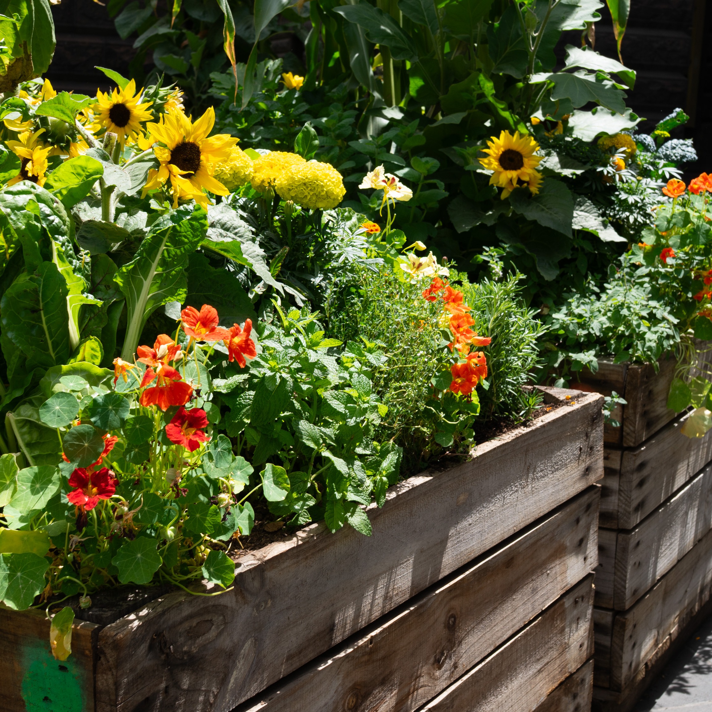 Gracie’s Garden: Accidental Sunflowers and Trellis Tips!