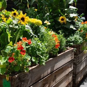 Gracie’s Garden: Accidental Sunflowers and Trellis Tips!
