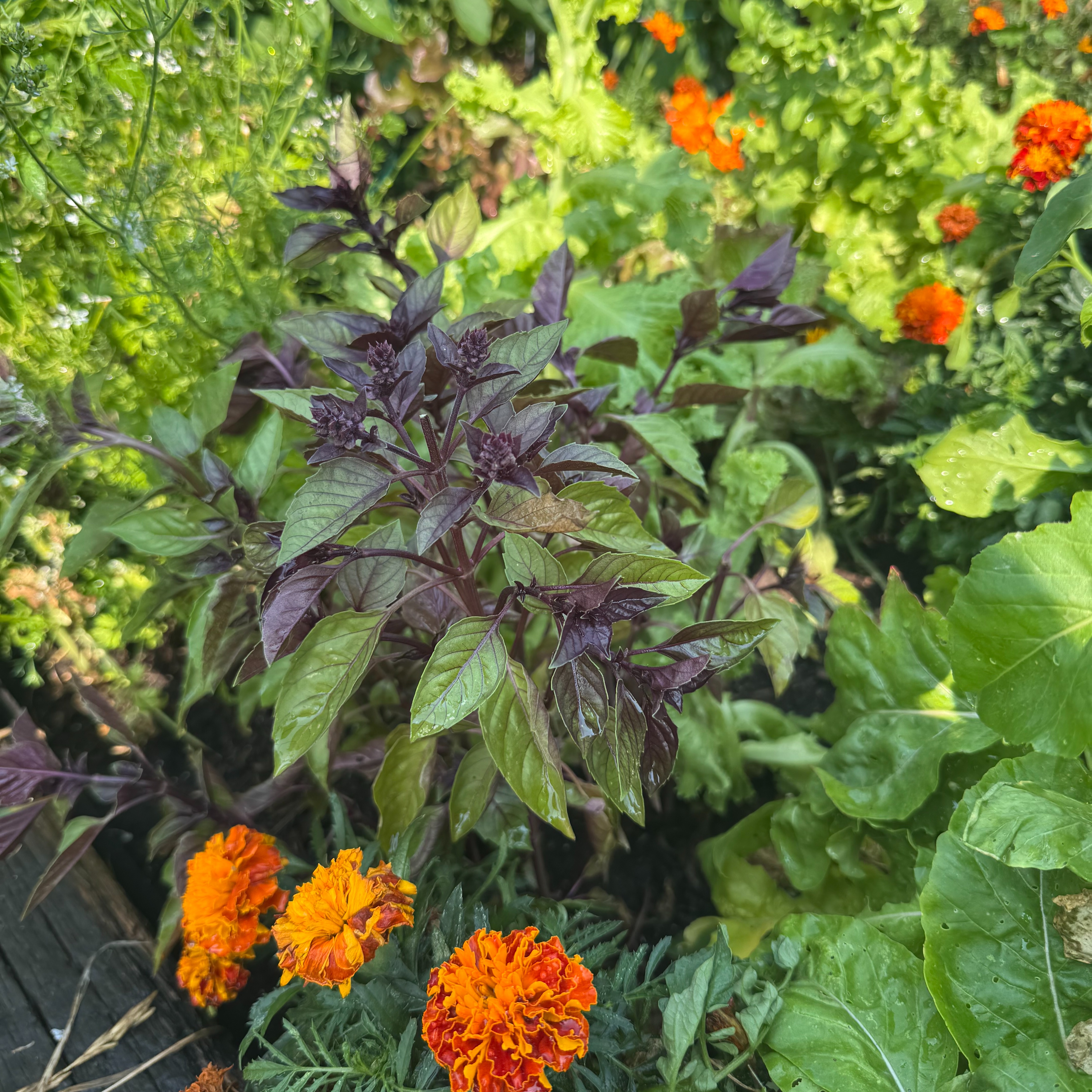 Saving Seeds and more with 'Gracie's Garden'!
